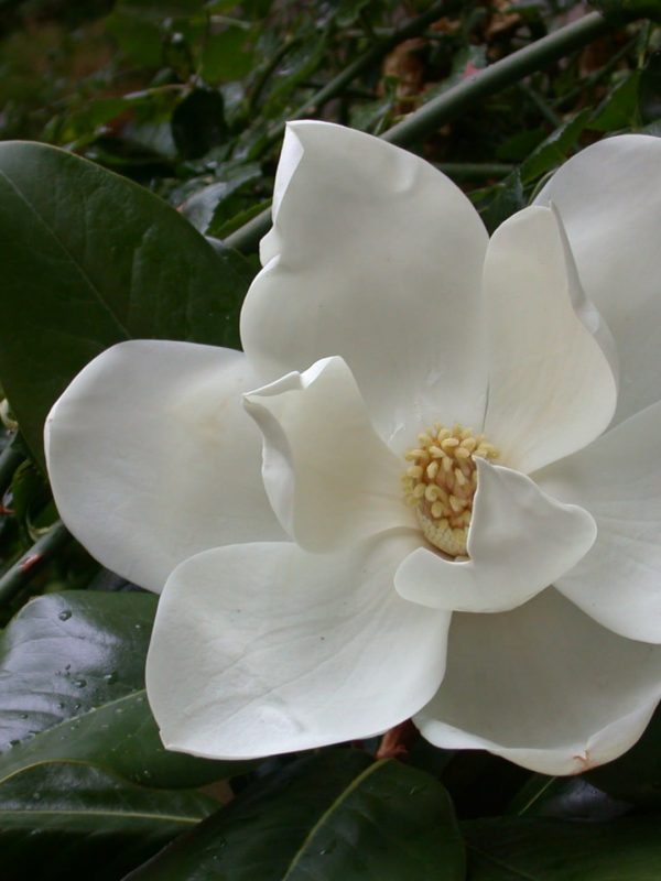 fleur-de-magnolia-1421153463FSE